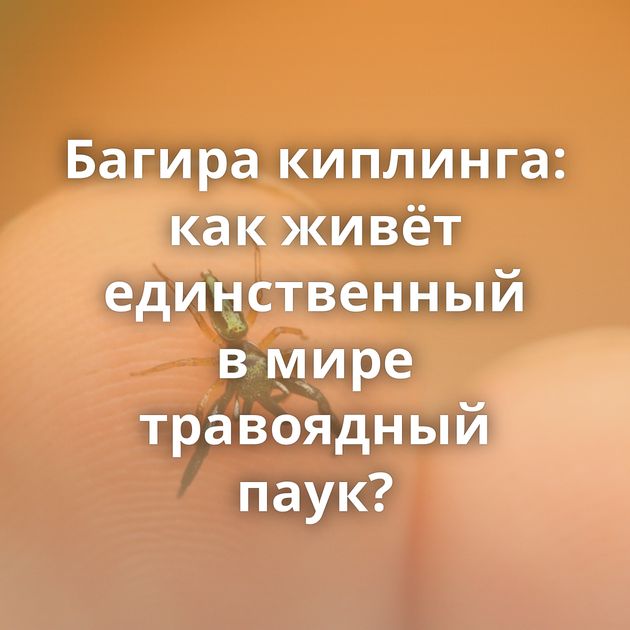 Багира киплинга: как живёт единственный в мире травоядный паук?