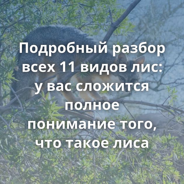 Подробный разбор всех 11 видов лис: у вас сложится полное понимание того, что такое лиса