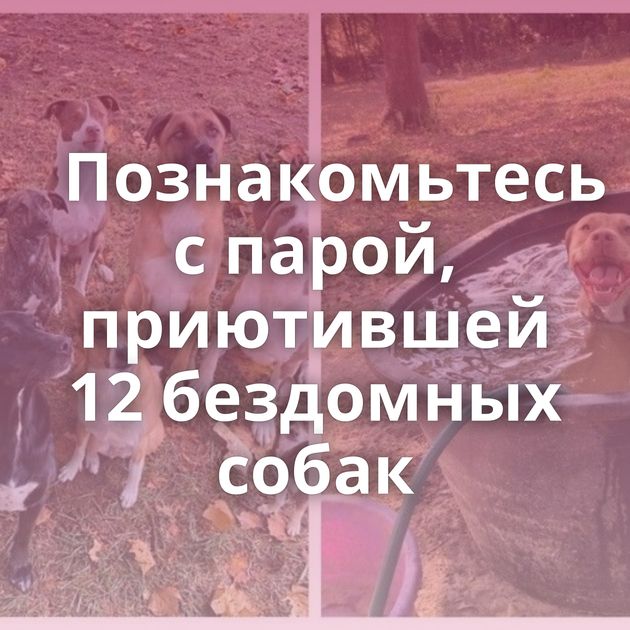 Познакомьтесь с парой, приютившей 12 бездомных собак