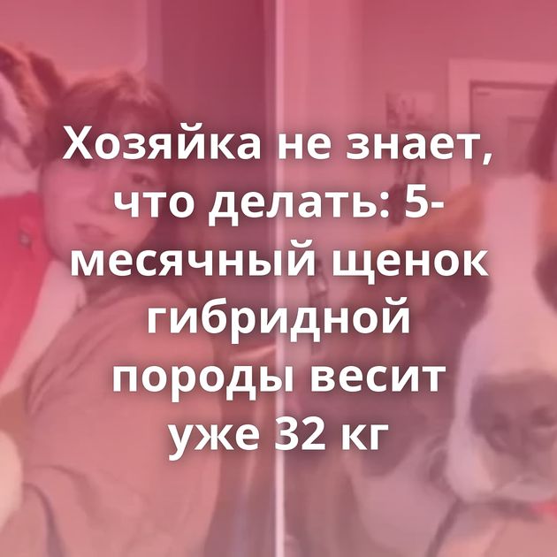 Хозяйка не знает, что делать: 5-месячный щенок гибридной породы весит уже 32 кг