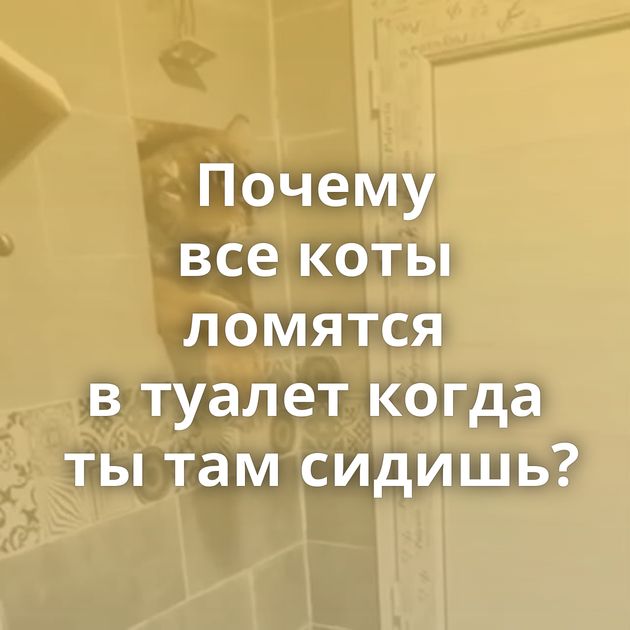 Почему все коты ломятся в туалет когда ты там сидишь?