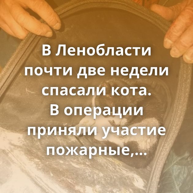 В Ленобласти почти две недели спасали кота. В операции приняли участие пожарные, спасатели, волонтеры…