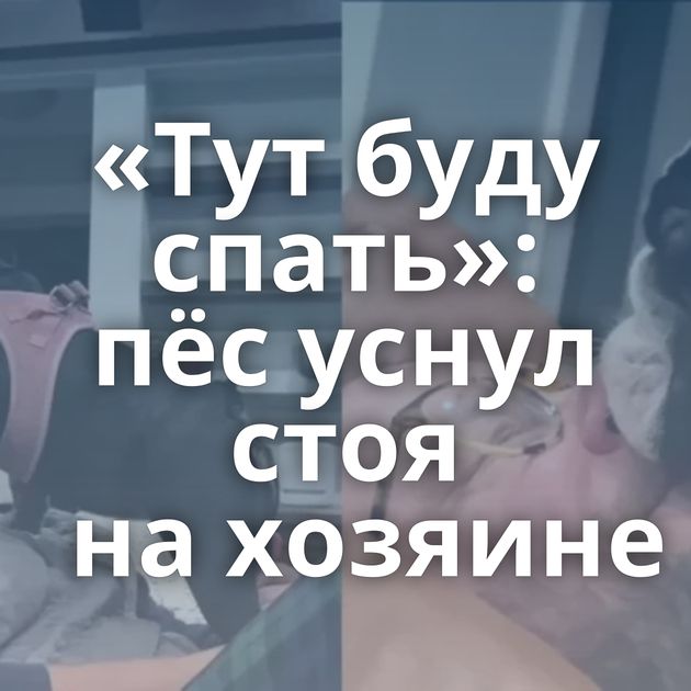 «Тут буду спать»: пёс уснул стоя на хозяине