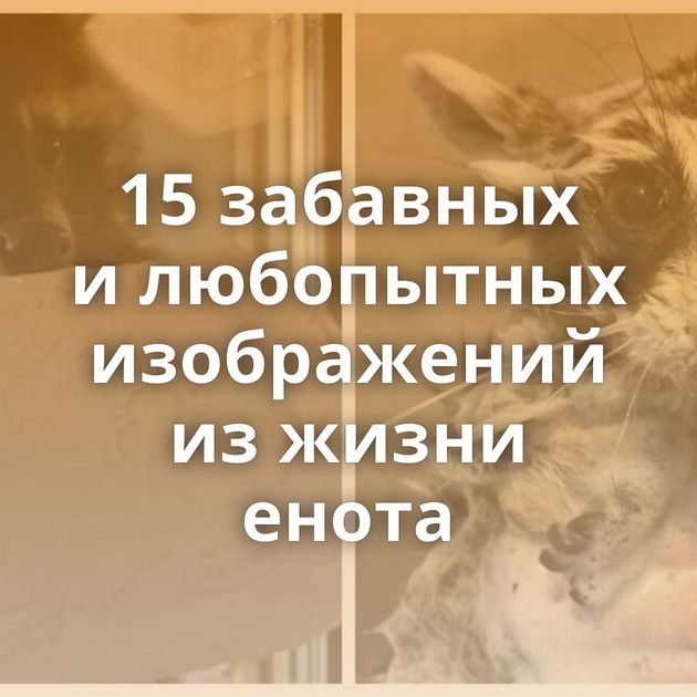 15 забавных и любопытных изображений из жизни енота