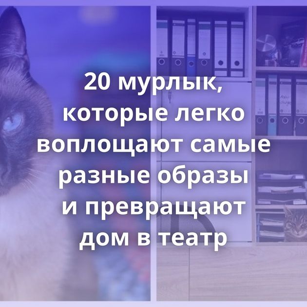 20 мурлык, которые легко воплощают самые разные образы и превращают дом в театр