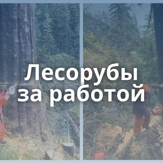 Лесорубы за работой