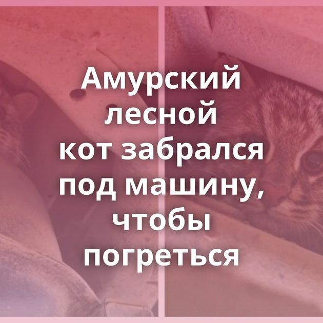 Амурский лесной кот забрался под машину, чтобы погреться