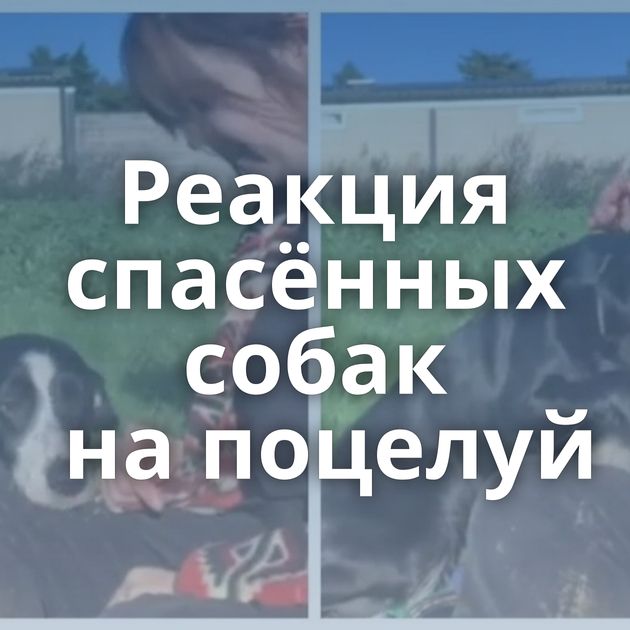 Реакция спасённых собак на поцелуй