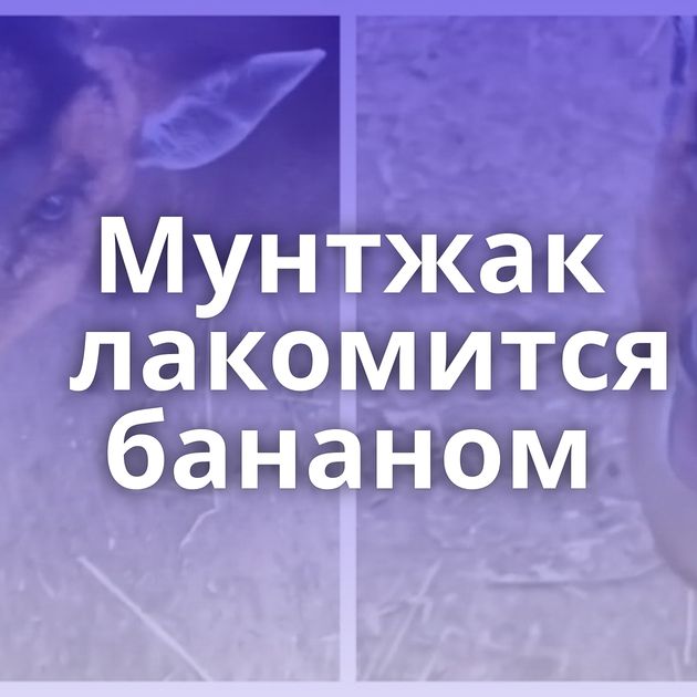 Мунтжак лакомится бананом