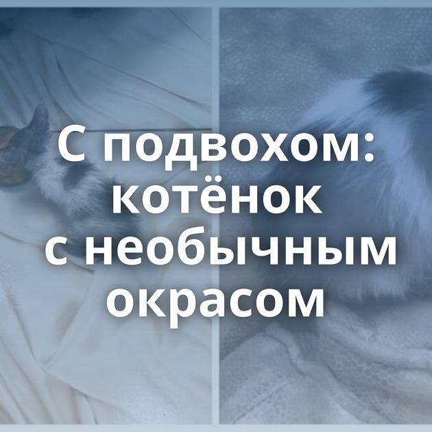 С подвохом: котёнок с необычным окрасом