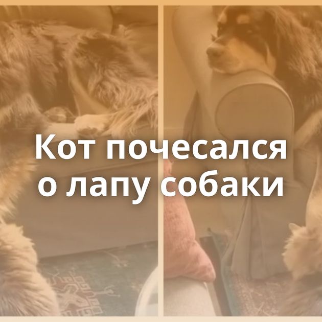 Кот почесался о лапу собаки