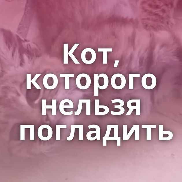 Кот, которого нельзя погладить