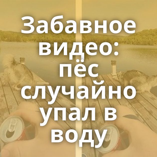 Забавное видео: пёс случайно упал в воду