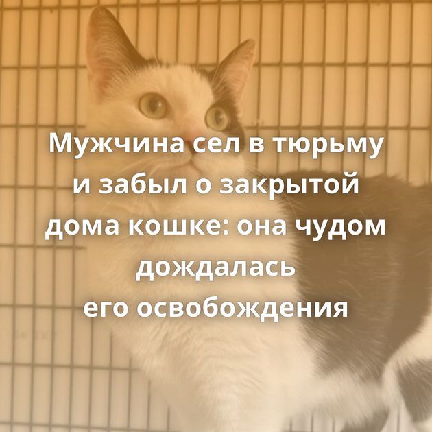 Мужчина сел в тюрьму и забыл о закрытой дома кошке: она чудом дождалась его освобождения