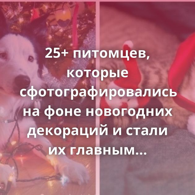 25+ питомцев, которые сфотографировались на фоне новогодних декораций и стали их главным элементом