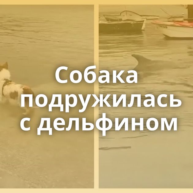 Собака подружилась с дельфином