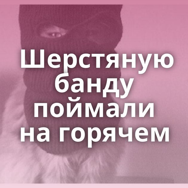 Шерстяную банду поймали на горячем