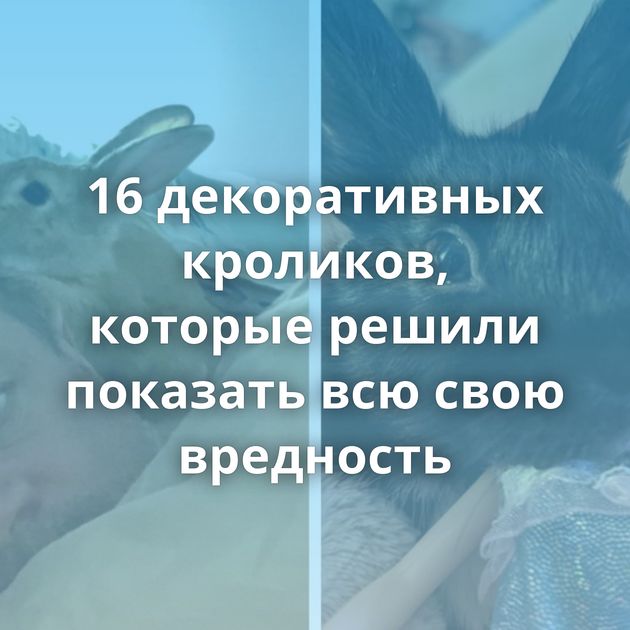 16 декоративных кроликов, которые решили показать всю свою вредность