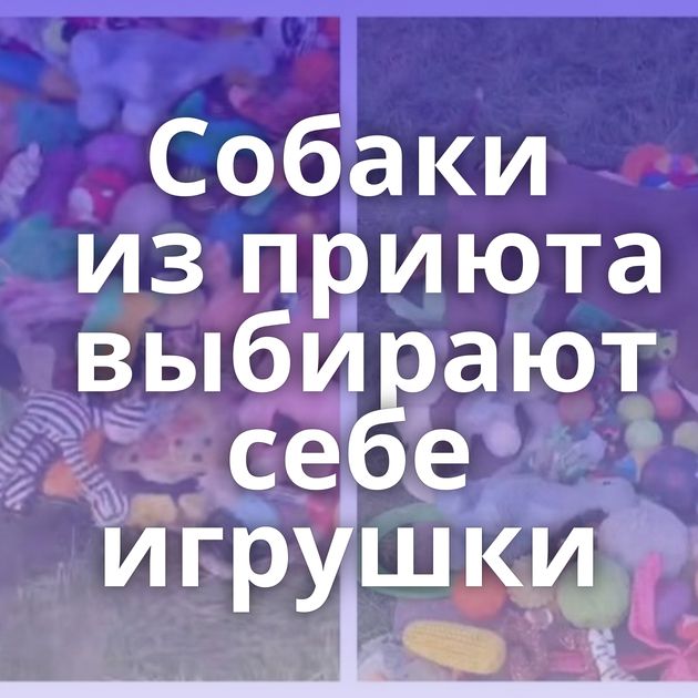 Собаки из приюта выбирают себе игрушки