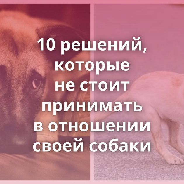 10 решений, которые не стоит принимать в отношении своей собаки