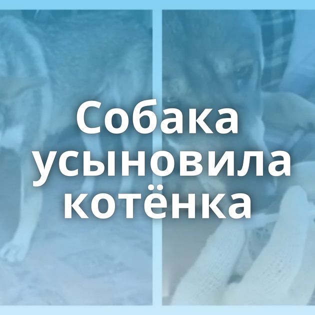 Собака усыновила котёнка