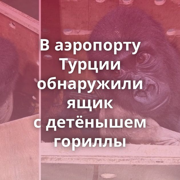 В аэропорту Турции обнаружили ящик с детёнышем гориллы