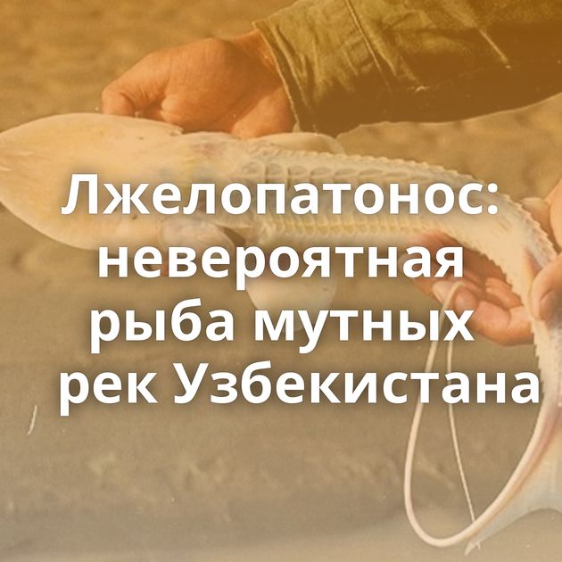 Лжелопатонос: невероятная рыба мутных рек Узбекистана