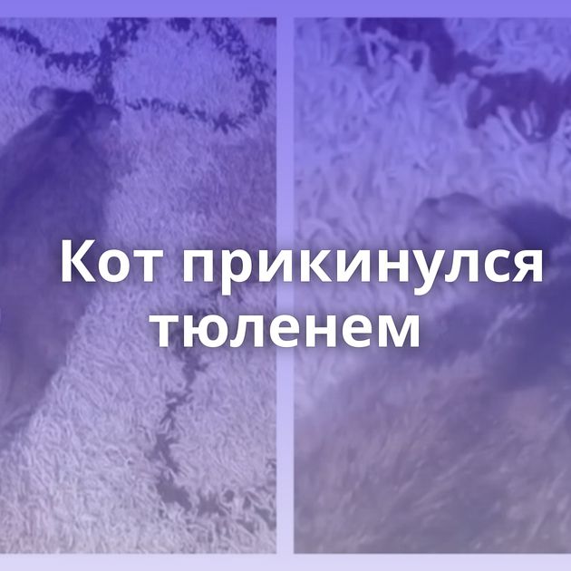 Кот прикинулся тюленем