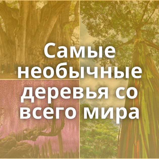 Самые необычные деревья со всего мира