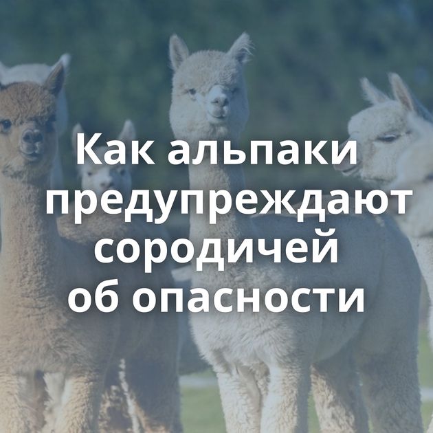 Как альпаки предупреждают сородичей об опасности