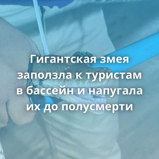 Гигантская змея заползла к туристам в бассейн и напугала их до полусмерти