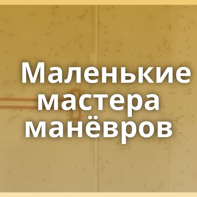 Маленькие мастера манёвров