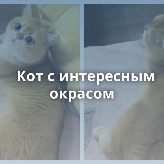 Кот с интересным окрасом