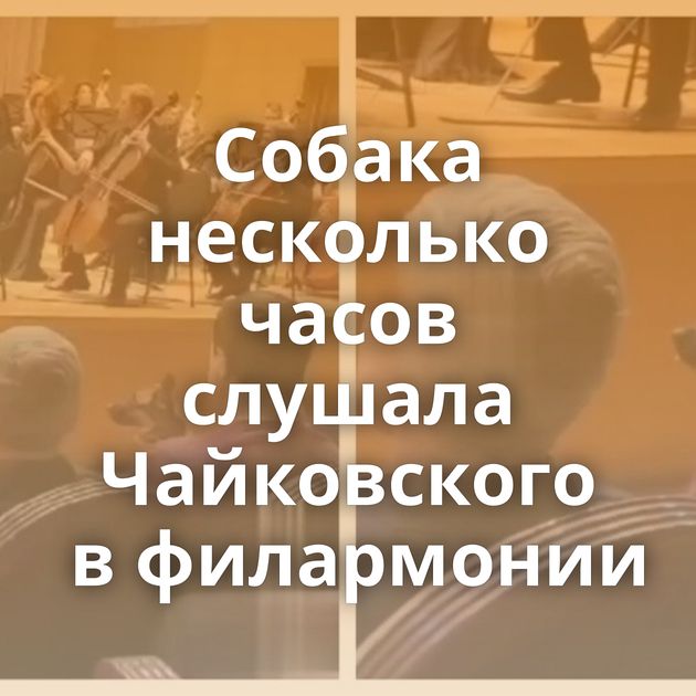 Собака несколько часов слушала Чайковского в филармонии