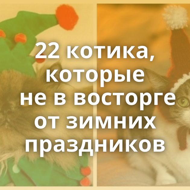 22 котика, которые не в восторге от зимних праздников