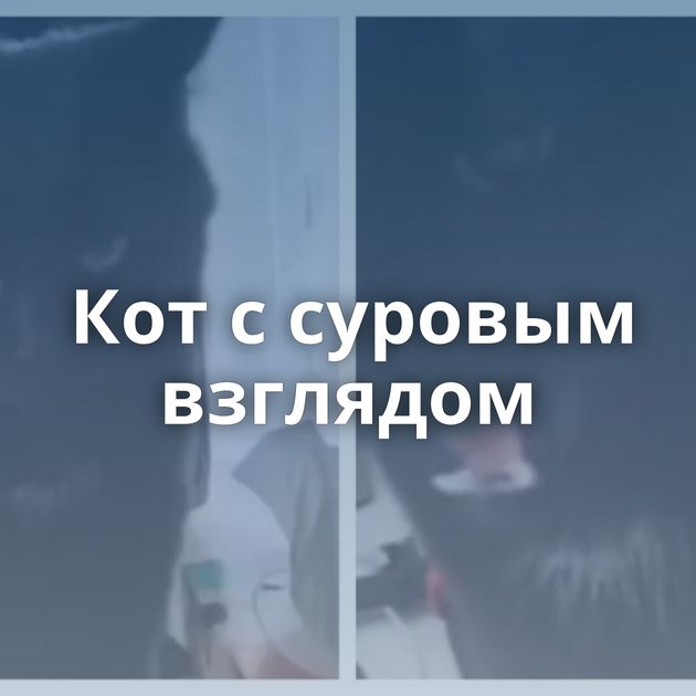 Кот с суровым взглядом