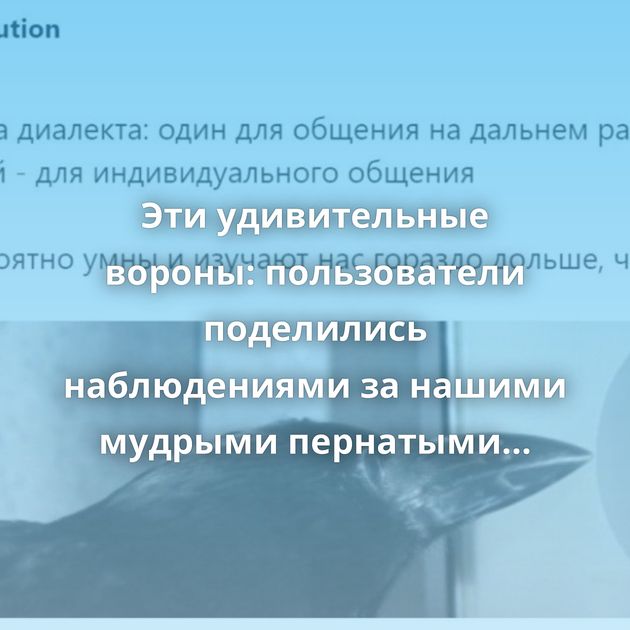 Эти удивительные вороны: пользователи поделились наблюдениями за нашими мудрыми пернатыми соседями