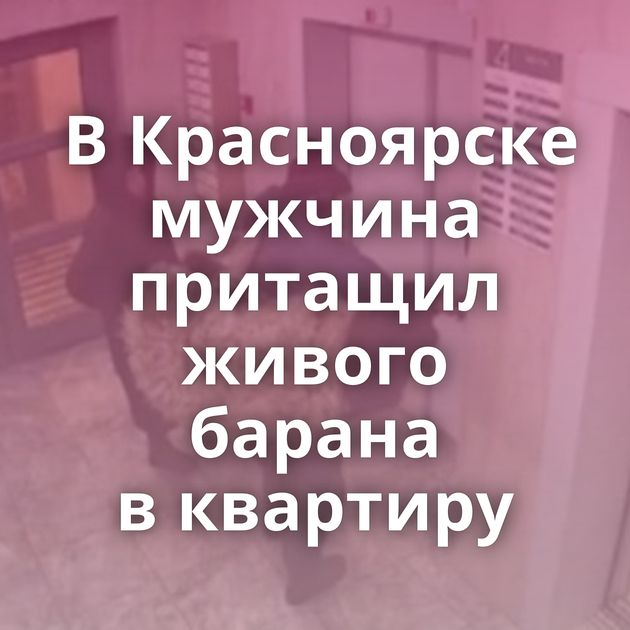 В Красноярске мужчина притащил живого барана в квартиру