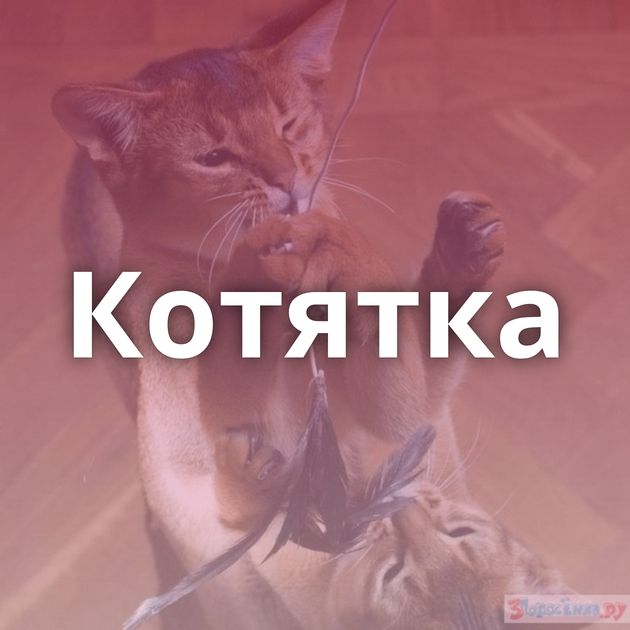 Котятка