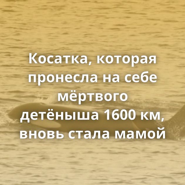 Косатка, которая пронесла на себе мёртвого детёныша 1600 км, вновь стала мамой