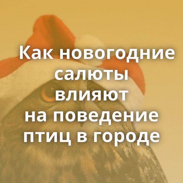 Как новогодние салюты влияют на поведение птиц в городе