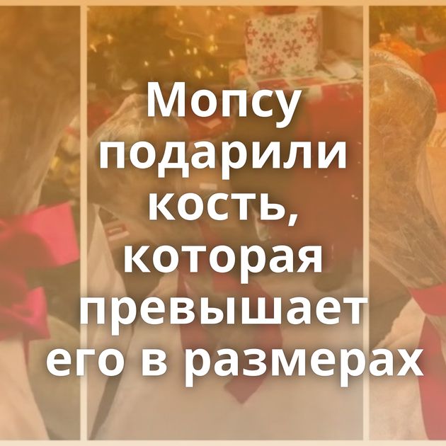 Мопсу подарили кость, которая превышает его в размерах