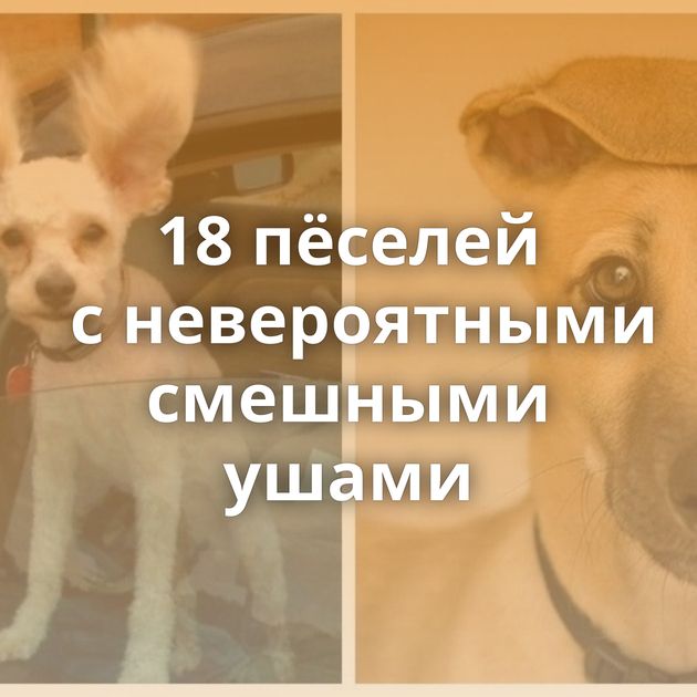 18 пёселей с невероятными смешными ушами