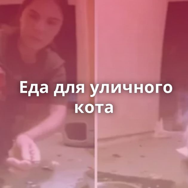 Еда для уличного кота