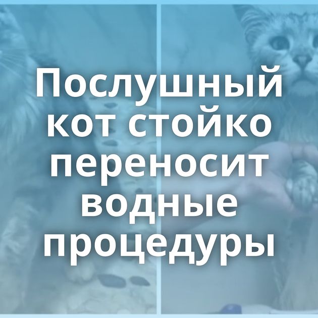 Послушный кот стойко переносит водные процедуры