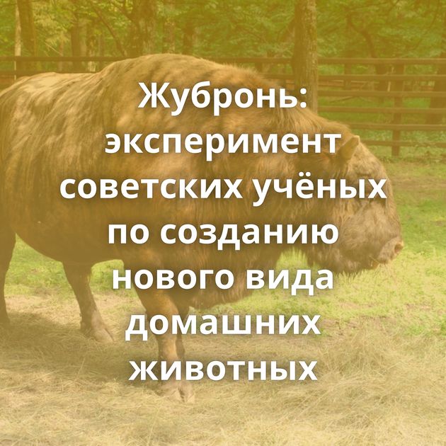 Жубронь: эксперимент советских учёных по созданию нового вида домашних животных