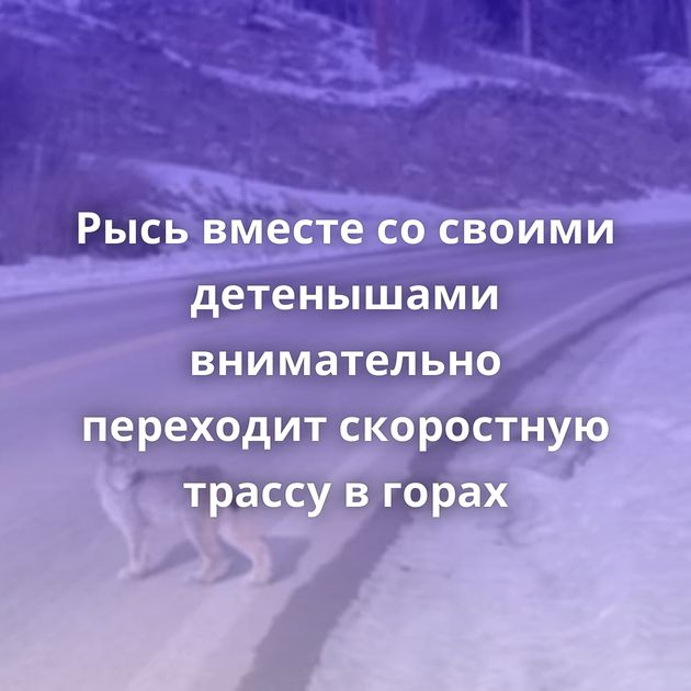 Рысь вместе со своими детенышами внимательно переходит скоростную трассу в горах