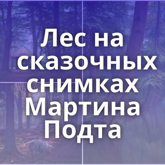 Лес на сказочных снимках Мартина Подта