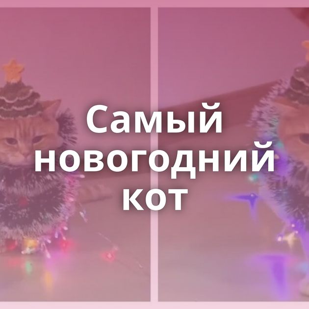 Самый новогодний кот