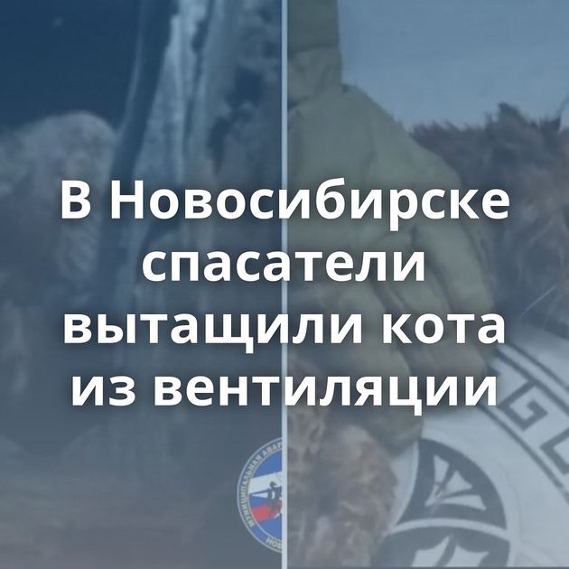 В Новосибирске спасатели вытащили кота из вентиляции